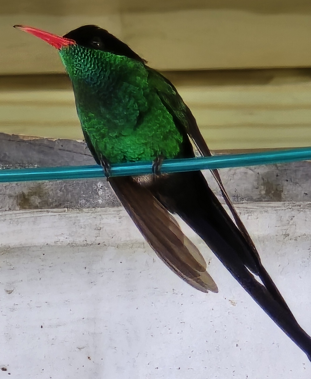 2026-04-11-D Montego Bay 20260411_111251_ji.jpg